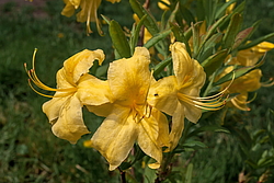 ������ ��������������� (Rhododendron � mollis) ���� ������