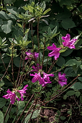 ������ ������, ���� ��� ����� (Rhododendron 'Malvaticum' x Rhododendron kaempferi)