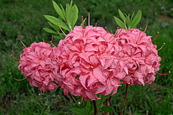 ������ ��������������� (Rhododendron � mollis) ���� �������
