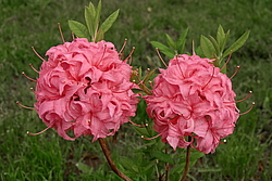 ������ ��������������� (Rhododendron � mollis) ���� �������