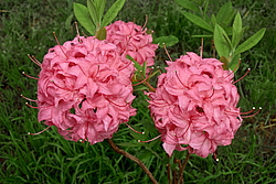 ������ ��������������� (Rhododendron � mollis) ���� �������