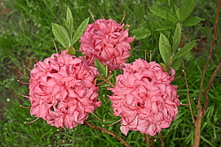 ������ ��������������� (Rhododendron � mollis) ���� �������