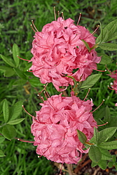 ������ ��������������� (Rhododendron � mollis) ���� �������