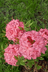 ������ ��������������� (Rhododendron � mollis) ���� �������