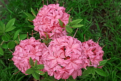 ������ ��������������� (Rhododendron � mollis) ���� �������