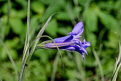 ���������� ������ ����� (Ixiolirion tataricum)