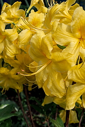 ������ ��������������� (Rhododendron � mollis) ���� ������