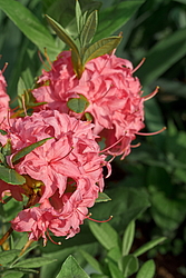 ������ ��������������� (Rhododendron � mollis) ���� �������
