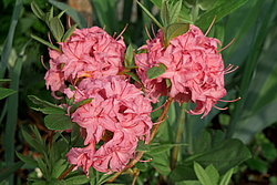 ������ ��������������� (Rhododendron � mollis) ���� �������
