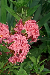 ������ ��������������� (Rhododendron � mollis) ���� �������