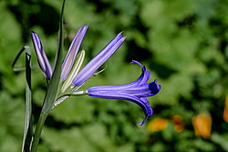 ���������� ������ ����� (Ixiolirion tataricum)