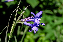 ���������� ������ ����� (Ixiolirion tataricum)