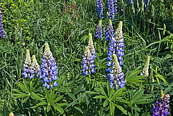 ����� ������������ (Lupinus polyphyllus)