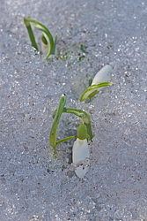 ���������� ����������� (Galanthus nivalis)