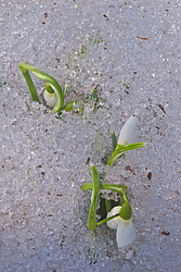 ���������� ����������� (Galanthus nivalis)