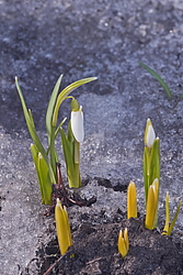 ���������� ����������� (Galanthus nivalis)