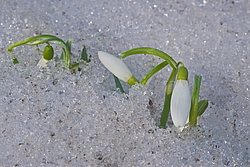 ���������� ����������� (Galanthus nivalis)