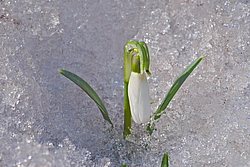 ���������� ����������� (Galanthus nivalis)