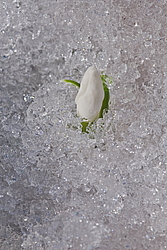 ���������� ����������� (Galanthus nivalis)