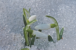 ���������� ����������� (Galanthus nivalis)
