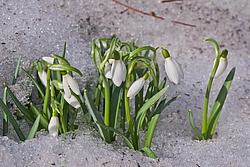 ���������� ����������� (Galanthus nivalis)