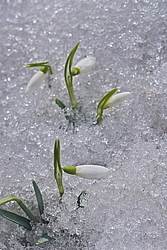 ���������� ����������� (Galanthus nivalis)