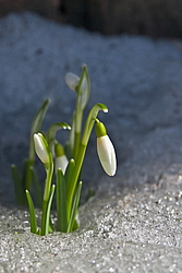 ���������� ����������� (Galanthus nivalis)