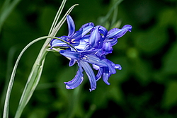 ���������� ������ ����� (Ixiolirion tataricum)