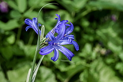 ���������� ������ ����� (Ixiolirion tataricum)