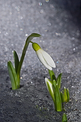 ���������� ����������� (Galanthus nivalis)