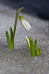���������� ����������� (Galanthus nivalis)