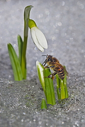 ���������� ����������� (Galanthus nivalis)