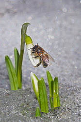 ���������� ����������� (Galanthus nivalis)