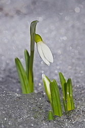 ���������� ����������� (Galanthus nivalis)