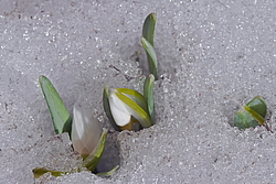 ���������� ����������� (Galanthus nivalis)