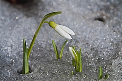 ���������� ����������� (Galanthus nivalis)
