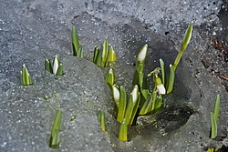 ���������� ����������� (Galanthus nivalis)