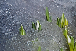 ���������� ����������� (Galanthus nivalis)