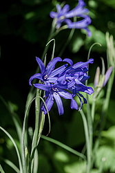 ���������� ������ ����� (Ixiolirion tataricum)