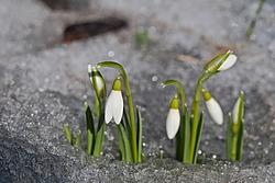 ���������� ����������� (Galanthus nivalis)