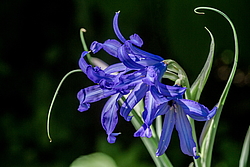 ���������� ������ ����� (Ixiolirion tataricum)