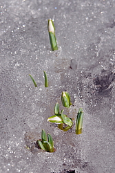 ���������� ����������� (Galanthus nivalis)