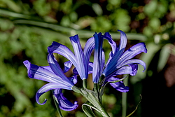 ���������� ������ ����� (Ixiolirion tataricum)