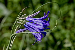 ���������� ������ ����� (Ixiolirion tataricum)