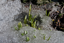 ���������� ����������� (Galanthus nivalis)