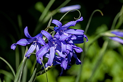 ���������� ������ ����� (Ixiolirion tataricum)