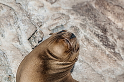 �������������� ������� ��� (Zalophus californianus)