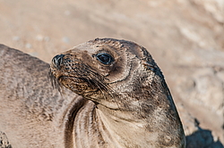 �������������� ������� ��� (Zalophus californianus)