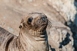 �������������� ������� ��� (Zalophus californianus)