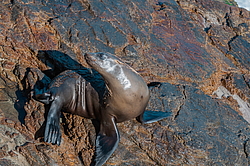 �������������� ������� ��� (Zalophus californianus)